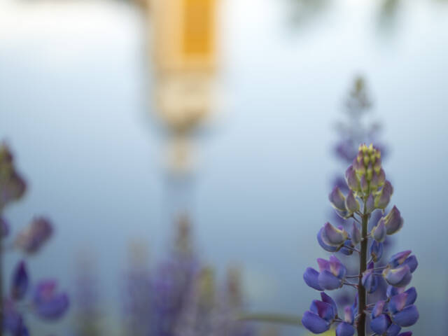 Lupiner, i bakgrunden Nykarleby kyrkas spegelbild i älven
